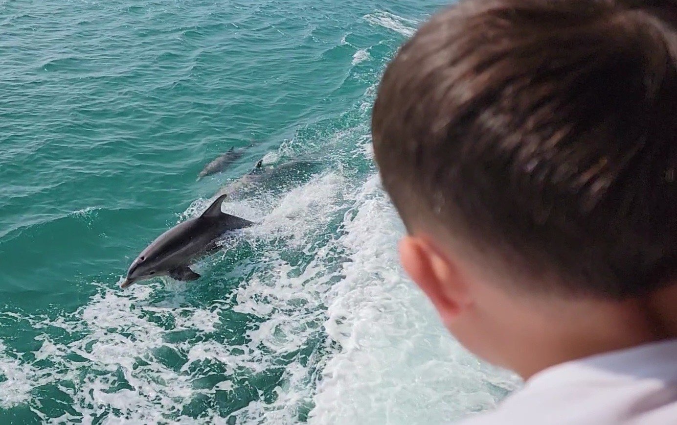 Dolphin Watching Tours
